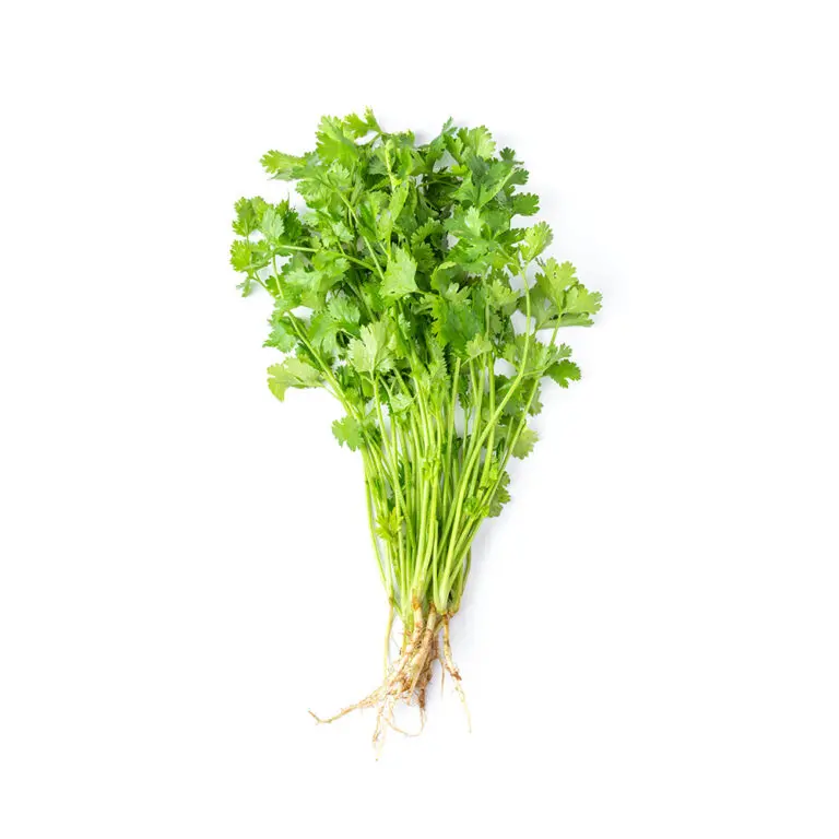 Organic Coriander