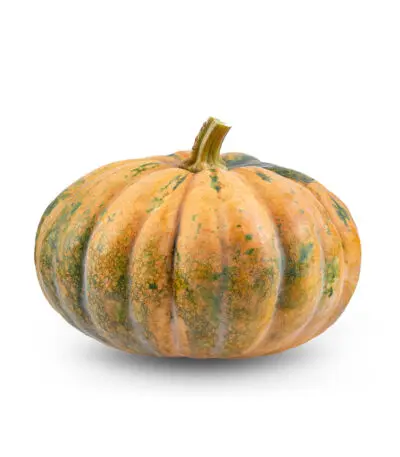 Organic Pumpkin Jap