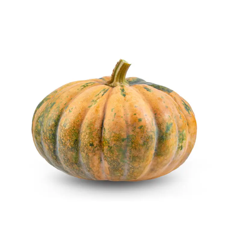 Organic Pumpkin Jap