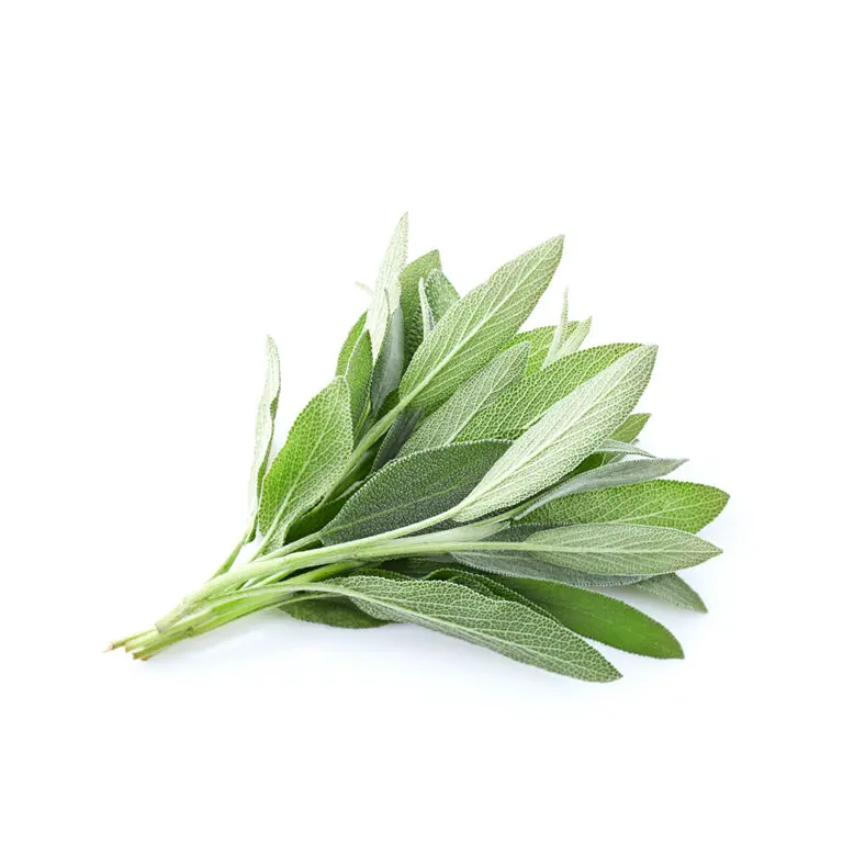 Organic Sage