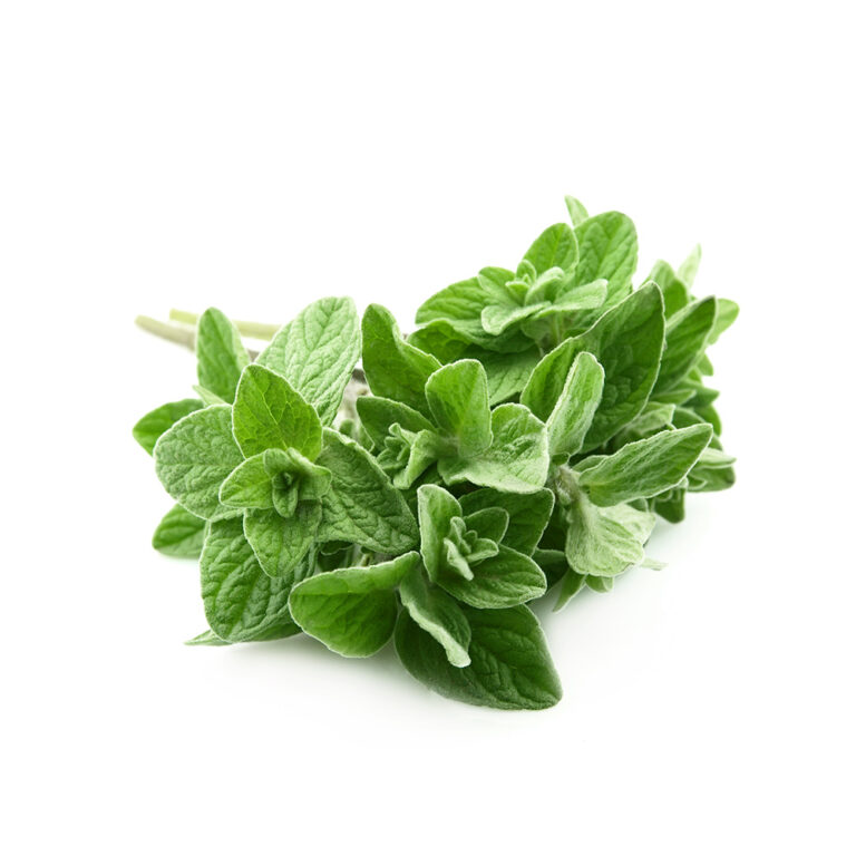 Organic Oregano