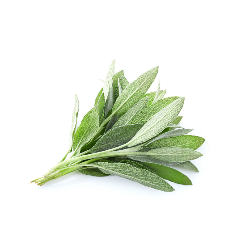 Organic Sage
