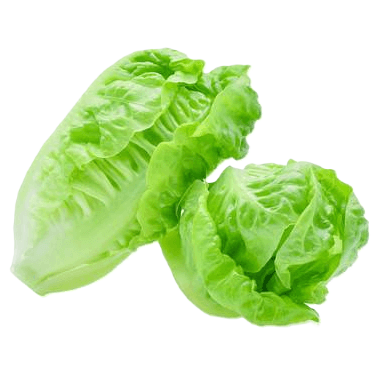 Organic Lettuce - Cos x1